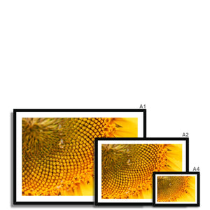 Sun Flower 3 Framed Print