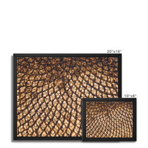 Sun Flower seeds 5 Framed Canvas