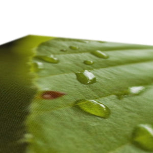 Leaf droplets 3