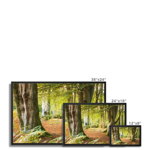 Forest 18 Framed Canvas