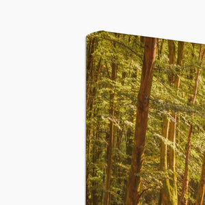 Forest 26 Canvas