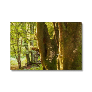 Forest 14 Canvas