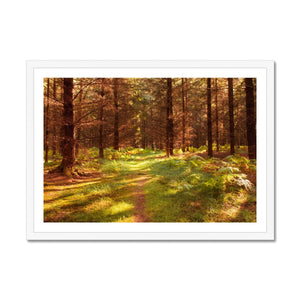 Forest 16 Framed Print