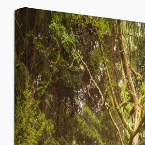 Forest 7 Canvas