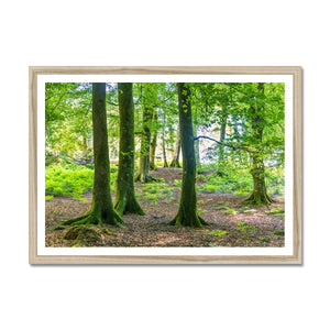 Puckpits Beeches Framed Print