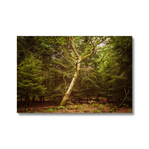 Forest 7 Canvas