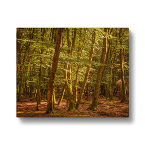 Forest 26 Canvas