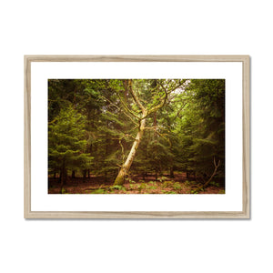 Forest 7 Framed & Mounted Print