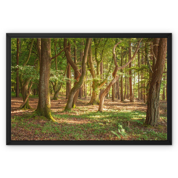 Forest 19 Framed Canvas