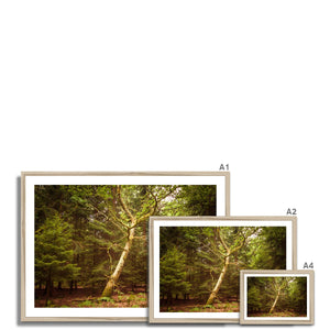 Forest 7 Framed Print