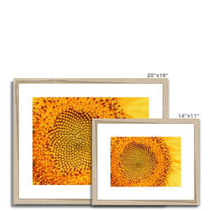 Sun flower 1 Framed & Mounted Print