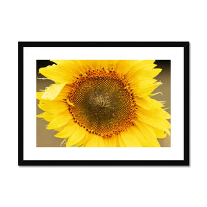 Sun Flower 2 Framed & Mounted Print