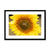 Sun Flower 2 Framed & Mounted Print