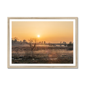 Sun reeds Framed Print