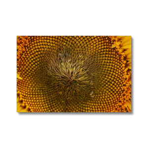 Sun Flower 2 Canvas