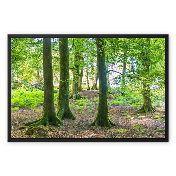 Puckpits Beeches Framed Canvas