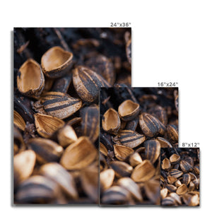 Sun Flower seeds 3 Canvas