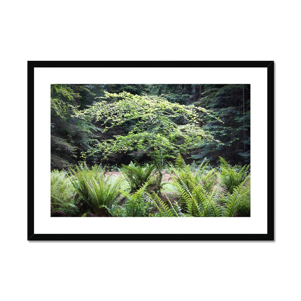 Baby Beech spring Framed & Mounted Print