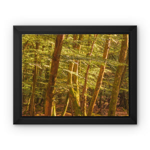 Forest 26 Framed Canvas