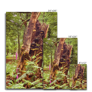 Forest  23 Canvas