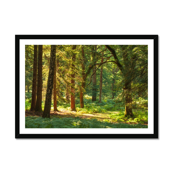 Forest 15 Framed Print