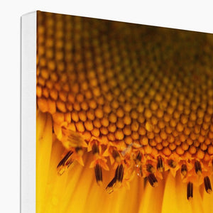 Sun Flower 4 Canvas