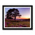 Forest 25 Framed Print