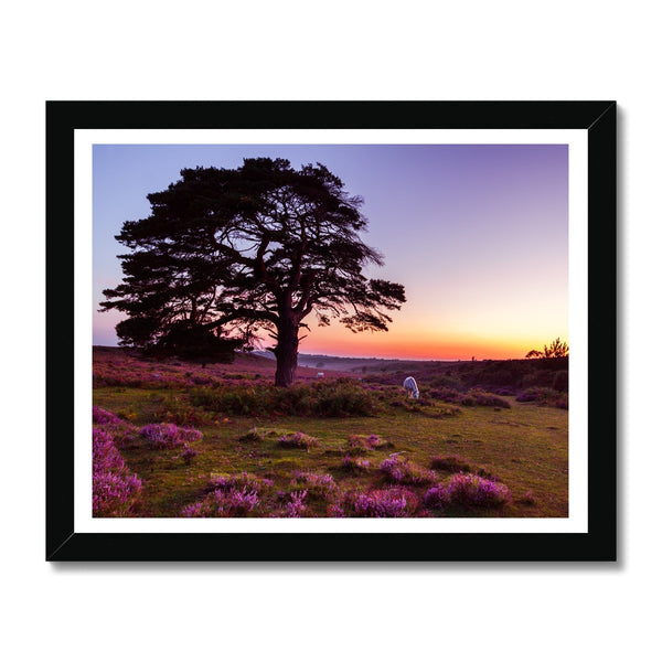 Forest 25 Framed Print