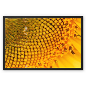 Sun Flower 3 Framed Canvas