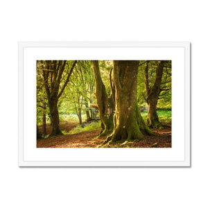 Forest 14 Framed & Mounted Print