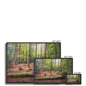 Tranquil autumn woodland