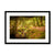 Forest 6 Framed & Mounted Print