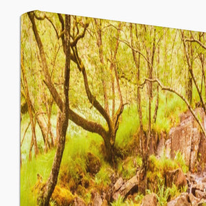 Forest 27 Canvas