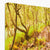 Forest 27 Canvas