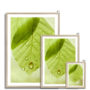 Leaf Macro 1 Framed Print