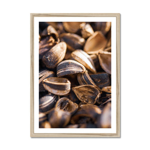 Sun Flower seeds 4 Framed Print