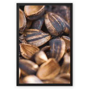 Sun Flower seeds 3 Framed Canvas