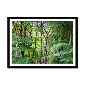 Bolderwood 2 Framed Print