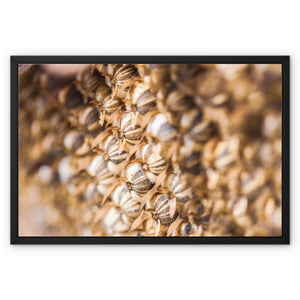 Sun Flower seeds 2 Framed Canvas