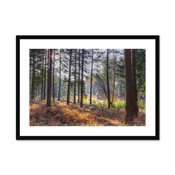 Bolder pines Framed & Mounted Print