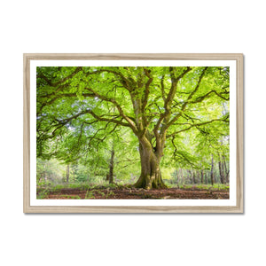 Sheltered Framed Print