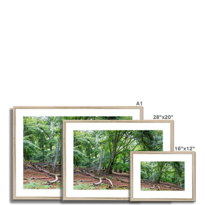 Deep forest landscape