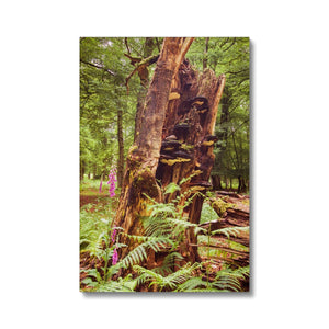 Forest  23 Canvas