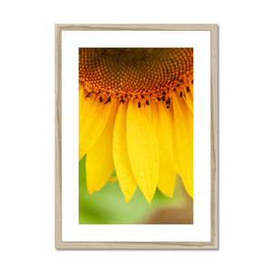 Sun Flower 4 Framed & Mounted Print