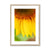 Sun Flower 4 Framed & Mounted Print