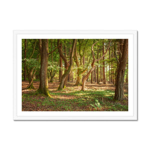 Forest 19 Framed Print