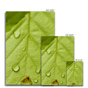 Leaf droplets 5