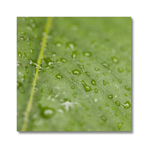 Leaf droplets 2