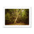 Forest 7 Framed Print