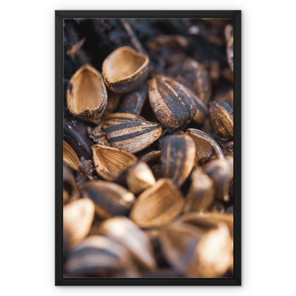 Sun Flower seeds 3 Framed Canvas